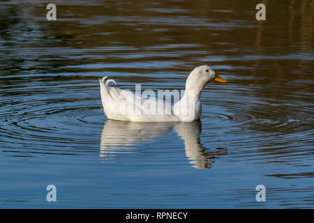 Drake mâle canard Pékin blancs lourds (également connu sous le nom de Aylesbury ou Long Island Duck) nager sur un lac calme toujours avec la réflexion Banque D'Images