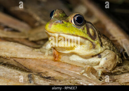 Zoologie / animaux, des Amphibiens (Amphibia), la grenouille verte (Rana clamitans) dans des milieux humides dans la nuit près de Thornton, Additional-Rights Clearance-Info-Not-Available- Banque D'Images