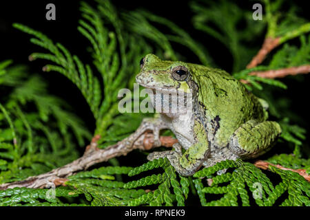 Zoologie / animaux, des Amphibiens (Amphibia), rainette (Hyla versicolor) parmi la végétation des terres humides , , Additional-Rights Clearance-Info-Not-Available- Banque D'Images