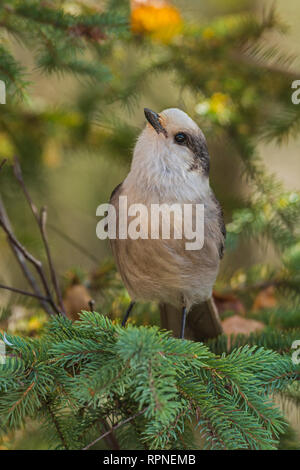 Zoologie / animaux, oiseaux / aviaire (Aves), Mésangeai du Canada (Perisoreus canadensis) sur le rameau d'evergreen. Le Additional-Rights Clearance-Info , Gris--Not-Available Banque D'Images