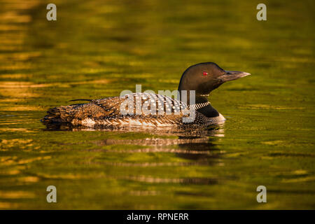 Zoologie / animaux, oiseaux / aviaire (Aves), plongeon huard (Gavia immer) sur Horseshoe Lake dans la région de Muskoka, près de Pa, Additional-Rights Clearance-Info-Not-Available- Banque D'Images