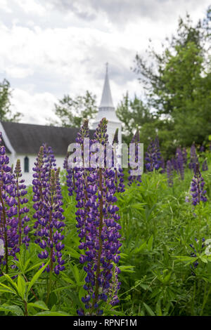 Lupins par saint Matthieu dans la chapelle de Sugar Hill New Hampshire Banque D'Images