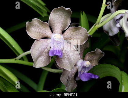 Belles fleurs orchidée Banque D'Images