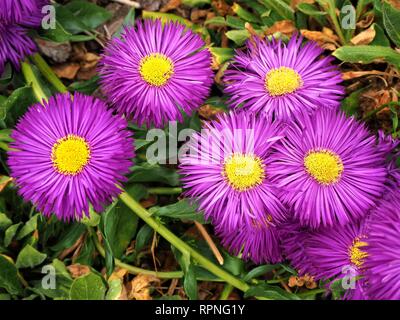 Belles fleurs pourpres (vergerette Erigeron 'Sommerabend') avec centre jaune dans un jardin en été Banque D'Images