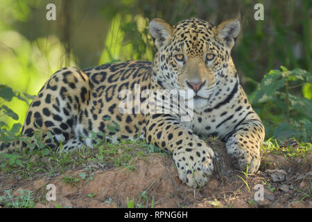 Femme Jaguar (Panthera) une fois dans la forêt brésilienne Banque D'Images