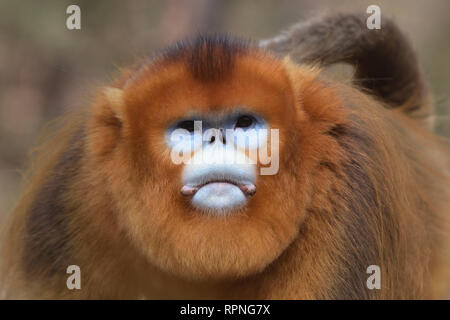 Mâle Golden snub-nosed (Rhinopithecus roxellana singe) Banque D'Images