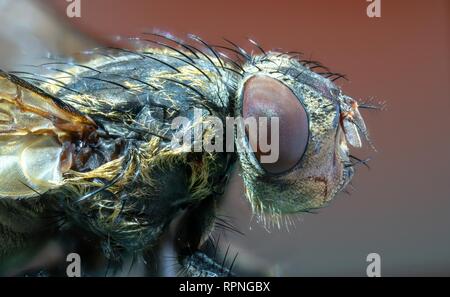 Macro photo fly head Banque D'Images