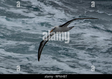 Albatros à sourcils noirs, Thalassarche melanophrys, près de la Géorgie du Sud Banque D'Images