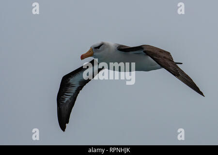 Albatros à sourcils noirs, Thalassarche melanophrys, près de la Géorgie du Sud Banque D'Images