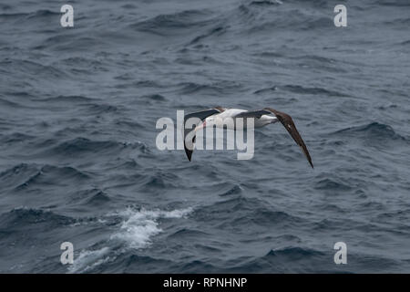 Le sud de l'albatros royal, Dimodea epomophora, près de l'Île Shag, Géorgie du Sud Banque D'Images