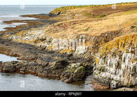 Plateau Rock Plus sombre sur l'Île, Îles Falkland Banque D'Images