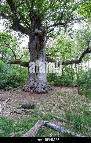Märchenwald Alte Bäume im Urwald Sababurg märchenhafte Banque D'Images