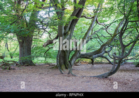 Märchenwald Alte Bäume im Urwald Sababurg märchenhafte Banque D'Images