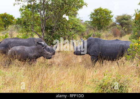 Famille de rhinocéros blancs dans la savane. Le Kenya, l'Afrique Banque D'Images