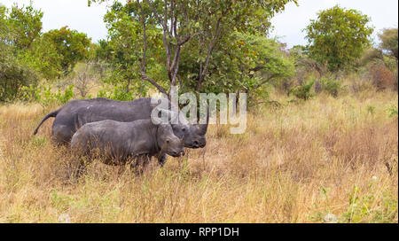 Mère rhinocéros avec bébé. Meru, Kenya Banque D'Images