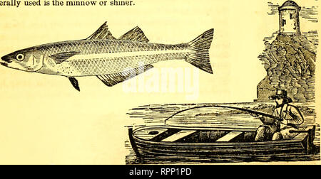 . American guide du pêcheur : ou, complète le manuel de Fisher, pour les États-Unis : contenant les opinions et les pratiques des pêcheurs expérimentés des deux hémisphères ; avec l'ajout d'une deuxième partie.. La pêche. Le Sandre jaune. 297 " C'est le brochet, du commun, oeil de verre, et les dorés jaunes de la région des Grands lacs et de la plupart des lacs intérieurs de la partie occidentale de l'État. Dans l'Ohio il a reçu le nom de saumon. Le nom ordinaire ne donne aucune idée correcte de son caractère. C'est un vrai la perche, bien que sa forme et les habitudes de penser très naturellement l'idée de brochets. J'ai, par conséquent, un Banque D'Images