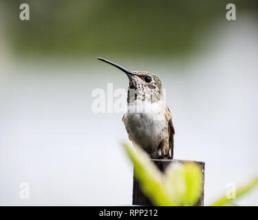 Un Colibri d'Allen (Selasphorus sasin) est perché sur un poste à Los Angeles, CA, USA. Banque D'Images