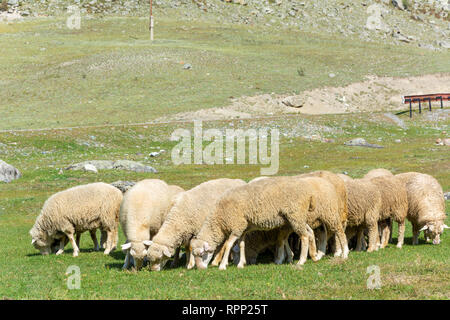 Troupeau de moutons dans les montagnes de l'Altaï Banque D'Images