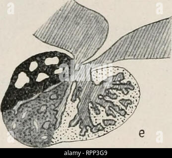 . Allgemeine und Zoologie. Abstammungslehre L'évolution ; Zoologie. . Veuillez noter que ces images sont extraites de la page numérisée des images qui peuvent avoir été retouchées numériquement pour plus de lisibilité - coloration et l'aspect de ces illustrations ne peut pas parfaitement ressembler à l'œuvre originale.. Plaque, Ludwig, 1862-1937. Jena : Fischer Banque D'Images