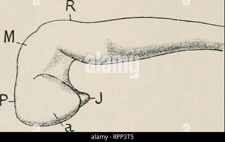 . Allgemeine und Zoologie. Abstammungslehre L'évolution ; Zoologie. . Veuillez noter que ces images sont extraites de la page numérisée des images qui peuvent avoir été retouchées numériquement pour plus de lisibilité - coloration et l'aspect de ces illustrations ne peut pas parfaitement ressembler à l'œuvre originale.. Plaque, Ludwig, 1862-1937. Jena : Fischer Banque D'Images