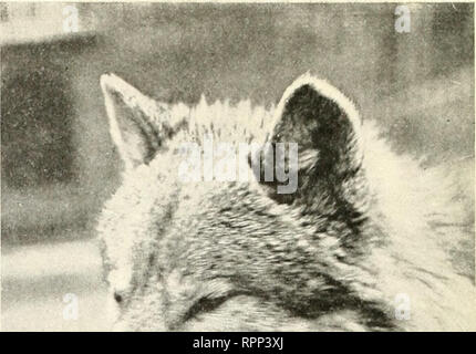 . Animaux américaine ; un guide populaire pour les mammifères de l'Amérique du nord au nord du Mexique, avec l'intime des biographies de mieux connaître les espèces. Les mammifères. . Veuillez noter que ces images sont extraites de la page numérisée des images qui peuvent avoir été retouchées numériquement pour plus de lisibilité - coloration et l'aspect de ces illustrations ne peut pas parfaitement ressembler à l'œuvre originale.. Pierre, Witmer, 1866-1939 ; Cram, William Everett, 1871-. New York, Doubleday, Page &AMP, le nom de l'entreprise Banque D'Images