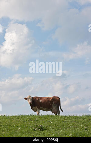 Seule vache sur la prairie en face de ciel Banque D'Images