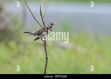 Séance fieldfare sur une seule branche Banque D'Images