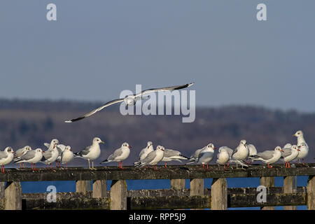 Mouette survole beaucoup de gens qui sont assis sur les balustrades en bois Banque D'Images