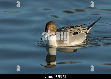 Canard pilet en fin d'après-midi du soleil Banque D'Images