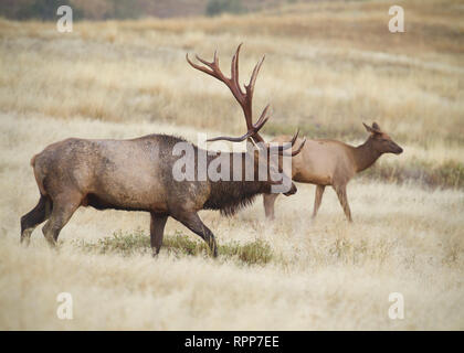 Rocky Mountain Elk - un homme une femme un marcher ensemble pendant la saison de reproduction Septembre Banque D'Images