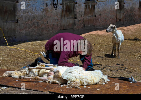 L'homme la tonte des moutons ; tondeuse électrique ; la tonte des moutons à proximité ; ferme ; laine ; emploi ; compétences Hopewell Furnace Lieu historique national ; Elverson ; PA ; Pennsylvani Banque D'Images