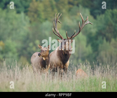 Une paire d'élans dans une prairie du nord de la Pennsylvanie près de la Fondation Rocky Mountain Elk Visitor Centre Banque D'Images