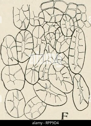 . Journal officiel de l'Association des anciens patients. Collège de pharmacie de la ville de New York ; Pharmacologie. . Veuillez noter que ces images sont extraites de la page numérisée des images qui peuvent avoir été retouchées numériquement pour plus de lisibilité - coloration et l'aspect de ces illustrations ne peut pas parfaitement ressembler à l'œuvre originale.. Collège de pharmacie de la ville de New York. Association des anciens. New York : Association des anciens élèves au Collège de pharmacie de la ville de New York Banque D'Images