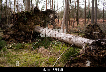 Les arbres tombés dans le new forest hampshire soit de dommages causés par le vent ou dans le cadre de la gestion forestière. Banque D'Images