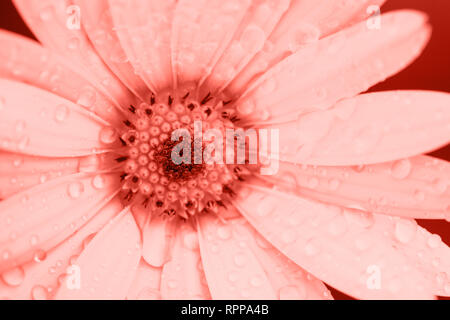 Dans le quartier branché de tons de couleurs corail ostéospermum close up, selective focus Banque D'Images