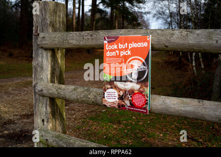 Panneau d'avertissement de l'environnement dans le parc national New Forest de ne pas ramasser les champignons et les champignons, regarder mais ne saisit pas. Banque D'Images