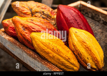 Les gousses de cacao frais dans une ferme. Costa Rica. Banque D'Images