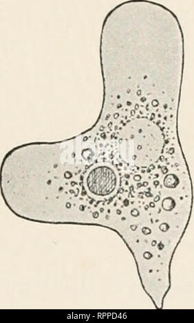 . Allgemeine Physiologie ; ein Grundriss der Lehre vom Leben. La physiologie ; la biologie. . Veuillez noter que ces images sont extraites de la page numérisée des images qui peuvent avoir été retouchées numériquement pour plus de lisibilité - coloration et l'aspect de ces illustrations ne peut pas parfaitement ressembler à l'œuvre originale.. Verworn, Max, 1863-1921. Jena, G. Fischer Banque D'Images