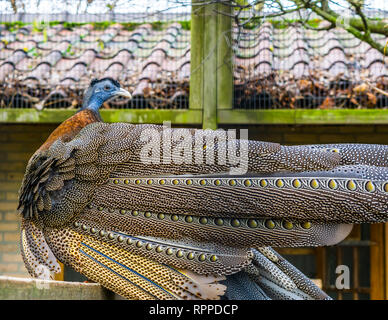 Beau grand faisan Argus, vue sur son derrière avec de belles plumes d'oiseaux tropicaux, à partir de la jungle de l'Asie, près de l'espèce animale menacée Banque D'Images