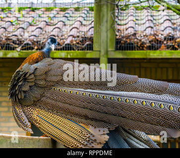 Magnifique portrait d'un grand mâle faisan argus, vue arrière avec de belles plumes, oiseaux tropicaux d'Asie, près de l'espèce animale menacée Banque D'Images