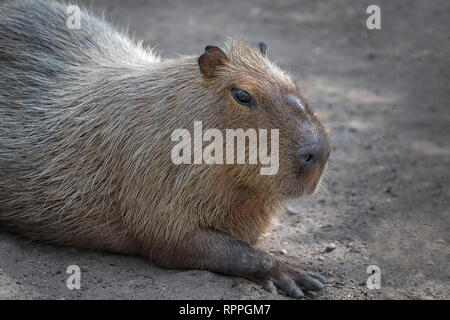 Close up portrait of a cute capybara Banque D'Images