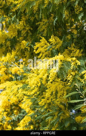 Aimerait vivre en fleurs branches de mimosa sur un arbre dans le parc. Lors d'une journée ensoleillée. Banque D'Images