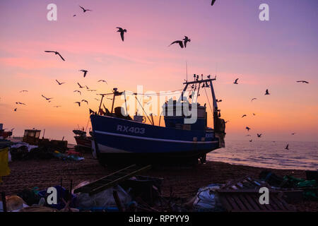 Hastings, East Sussex, UK. 23 février 2019. Mouettes ronde swirl Hastings un bateau de pêche au lever du soleil sur un misty très doux matin sur la plage de la vieille ville de Stade, sur ce qui promet d'être une journée chaude et ensoleillée. Credit : Carolyn Clarke/Alamy Live News Banque D'Images