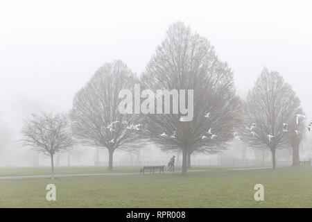 Londres, Royaume-Uni. 23 févr. 2019. Météo britannique. Matin brumeux à Clissold Park Stoke Newington, au nord de Londres. Vol de mouettes dans le brouillard. Credit : carol moir/Alamy Live News Banque D'Images