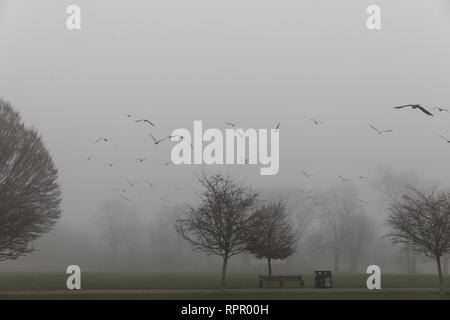 Londres, Royaume-Uni. 23 févr. 2019. Météo britannique. Matin brumeux à Clissold Park Stoke Newington, au nord de Londres. Seaguls voler dans le brouillard. Credit : carol moir/Alamy Live News Banque D'Images