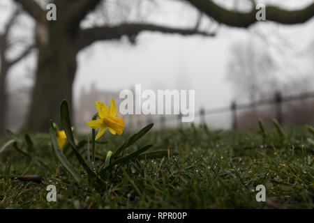 Londres, Royaume-Uni. 23 févr. 2019. Météo britannique. Matin brumeux à Clissold Park Stoke Newington, au nord de Londres..Vues de Clissold House avec une petite jonquille à l'avant. Credit : carol moir/Alamy Live News Banque D'Images