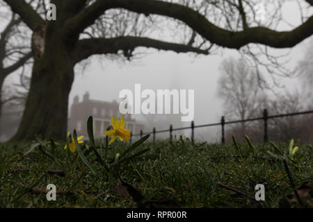 Londres, Royaume-Uni. 23 févr. 2019. Météo britannique. Matin brumeux à Clissold Park Stoke Newington, au nord de Londres..Vues de Clissold House avec une petite jonquille à l'avant. Credit : carol moir/Alamy Live News Banque D'Images