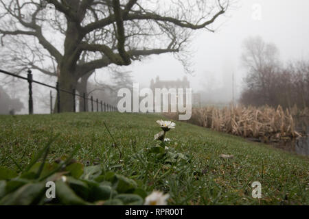 Londres, Royaume-Uni. 23 févr. 2019. Météo britannique. Matin brumeux à Clissold Park Stoke Newington, au nord de Londres.. Vue vers Clissold house avec une marguerite dans l'avant-plan. Credit : carol moir/Alamy Live News Banque D'Images