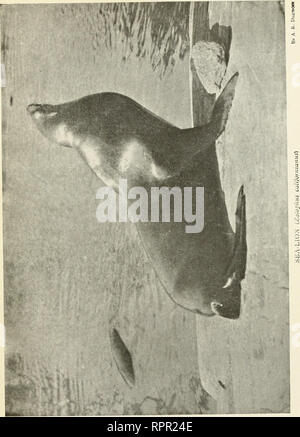 . Animaux américaine ; un guide populaire pour les mammifères de l'Amérique du nord au nord du Mexique, avec l'intime des biographies de mieux connaître les espèces. Les mammifères. . Veuillez noter que ces images sont extraites de la page numérisée des images qui peuvent avoir été retouchées numériquement pour plus de lisibilité - coloration et l'aspect de ces illustrations ne peut pas parfaitement ressembler à l'œuvre originale.. Pierre, Witmer, 1866-1939 ; Cram, William Everett, 1871-. New York, Doubleday, Page &AMP, le nom de l'entreprise Banque D'Images