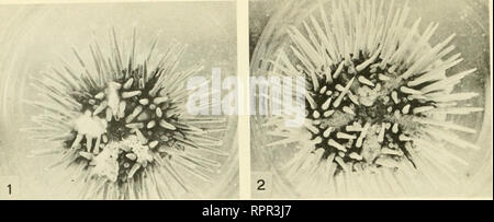 . L'American Arbacia et autres d'oursins. Les oursins de mer ; Arbacia punctulata ; oursins -- des embryons ; biologie -- la recherche. . Veuillez noter que ces images sont extraites de la page numérisée des images qui peuvent avoir été retouchées numériquement pour plus de lisibilité - coloration et l'aspect de ces illustrations ne peut pas parfaitement ressembler à l'œuvre originale.. Harvey, Ethel Browne, b. 1885. Princeton, Princeton University Press Banque D'Images